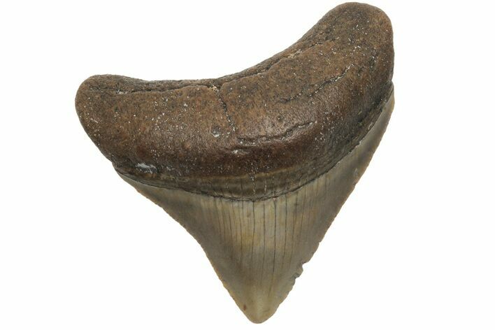 Serrated, Juvenile Megalodon Tooth - North Carolina #210137